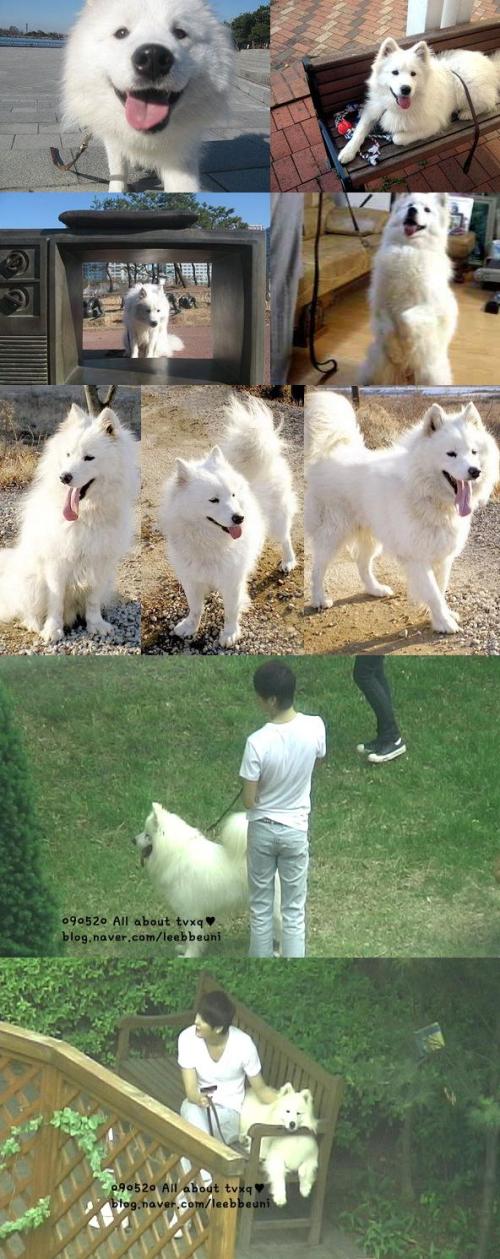 Junsu and his dog 'Xiahki' (Samoyed)